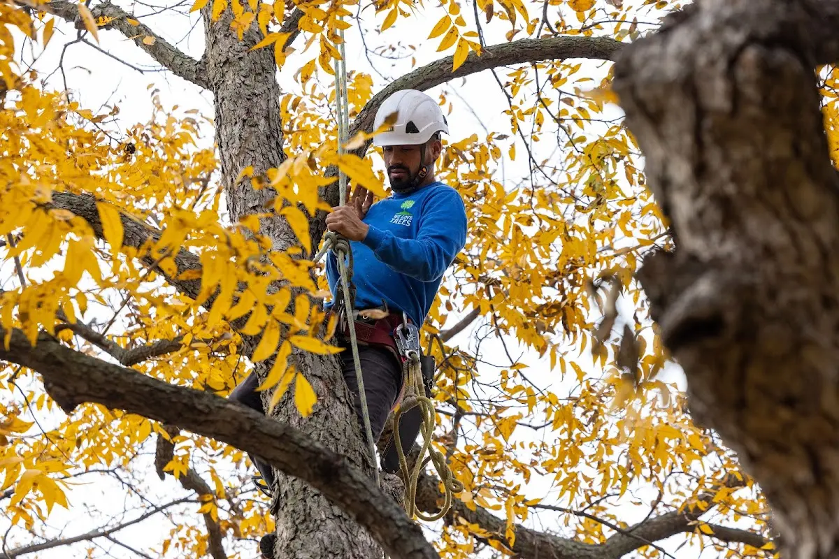 Skilled Tree Transplanting crew working in Trout Run
